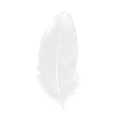 feather isolated on white background