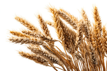Golden Wheat Stalks Abundant Harvest Nature's Bounty