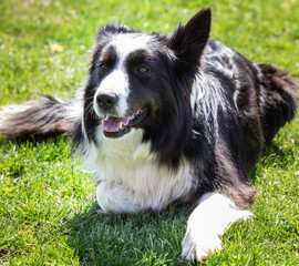 Fototapeta premium border collie dog