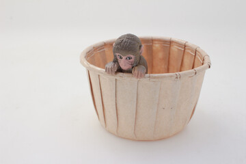 Adorable Baby Monkey in a Wooden Basket Looking Curious
