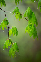 雨上がりの瑞々しい若葉2