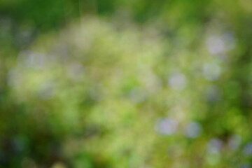 Obraz premium Natural blurred background. Green grass and wildflowers.