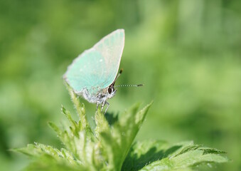 A small butterfly on a green plant.