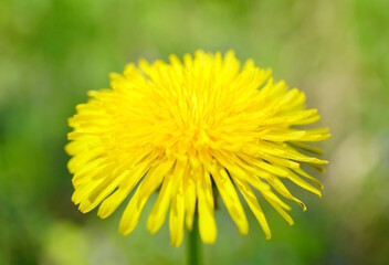Yellow blooming dandelion in close-up. Natural background.