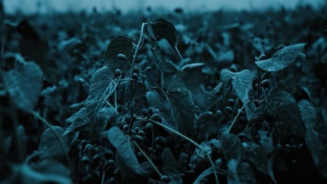 Blue-toned coffee bean field