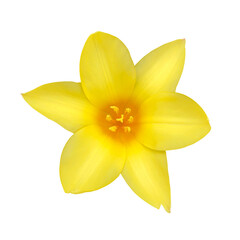 上から見た黄色いチューリップの花