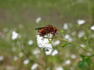 Ferruginous bee-grabber fly (Sicus ferrugineus) sitting on a white forget-me-not flower