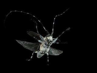 A striking black and white long-horned beetle with exceptionally long, curved antennae perches on a...