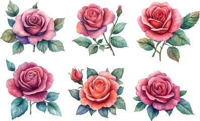 Naklejka premium Botanical Watercolor Pink Rose – Romantic Wedding