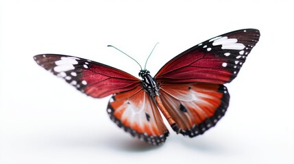 Obraz premium Butterfly flying insect wings red brown colors isolated white background design graphic
