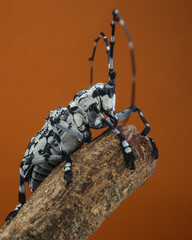 A striking black and white long-horned beetle with exceptionally long, curved antennae perches on a twig against an orange backdrop, 21 April 2025 Indonesia