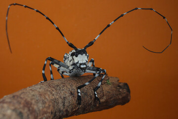 A striking black and white long-horned beetle with exceptionally long, curved antennae perches on a...