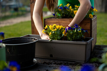 A person arranges yellow and purple flowers in a rectangular planter on a wooden table with gardening tools, pots, and a wooden box nearby.