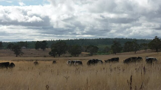 livestock in a meadow, sustainable carbon neutral farming being practiced. regenerative raised cows in a field. agricultural technology innovation.	
