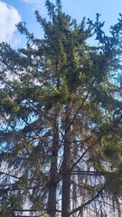 Fototapeta premium Beautiful fir tree in a city park on a clear day.