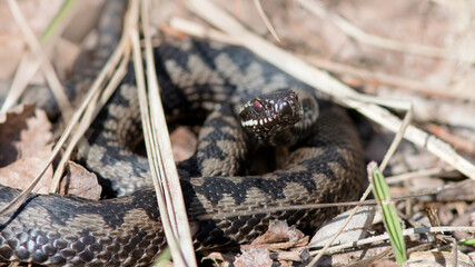 snake on the ground