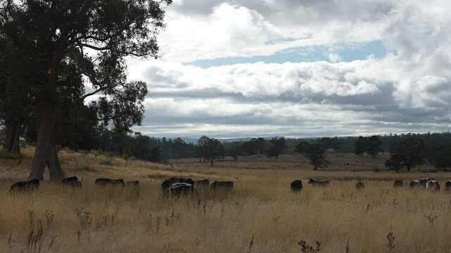 livestock in a meadow, sustainable carbon neutral farming being practiced. regenerative raised cows in a field. agricultural technology innovation.	
