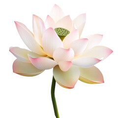 Fototapeta premium Isolated transparent PNG die-cut. Pink and White Lotus Flower on Green Stem Against Transparent Background