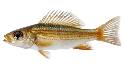 fish on a white background