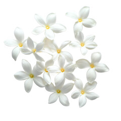 Obraz premium Isolated transparent PNG die-cut. White Jasmine Blossoms on Transparent Background