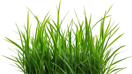 Green grass isolated on white background