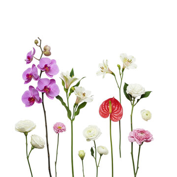 A vibrant bouquet of orchids, lilies, and anthuriums arranged in a sophisticated floral display against a bright white backdrop.