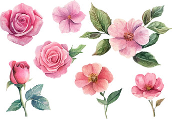 Fototapeta premium Beautiful Watercolor Pink Rose Flower Art Clipart