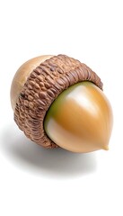 Single Acorn Close-Up