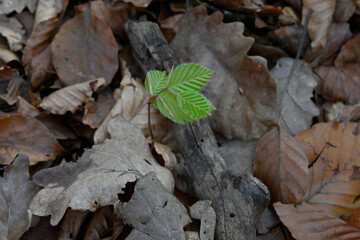 A small young beech grows out of the ground, in spring with the first leaves, about 5 cm high. With autumn leaves around the outside