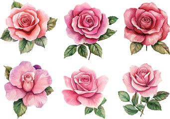 Naklejka premium set of roses vector illustration