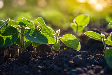 Rows of soybean plants growing on an agricultural plantation in the morning light. Field of young soybean shoots. Selective focus.
