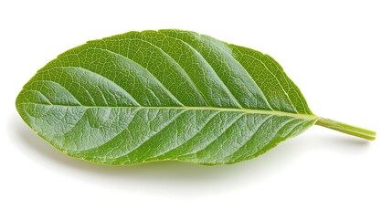 Single Green Leaf with White Background.