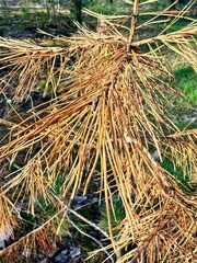 Golden pine needles leaning gracefully from branches reflect the serene atmosphere of a peaceful forest. Nature rests in quiet harmony embracing the beauty of winter