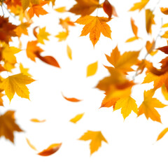 autumn leaves
