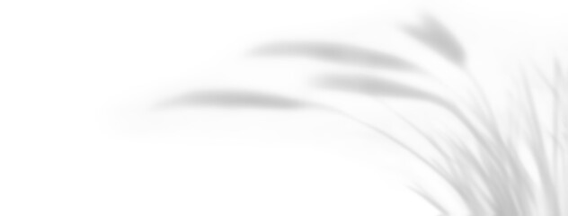 shadow overlay effects of realistic bristlegrass shadow isolated on transparent background,shadow for product presentation interior backdrop design,Summer grass shade overla