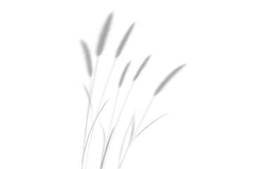 Fototapeta premium shadow overlay effects of realistic bristlegrass shadow isolated on transparent background,shadow for product presentation interior backdrop design,Summer grass shade overla