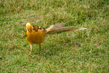 beautiful and colorful golden pheasant