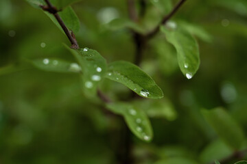 Close up of dew drop after rain on fresh green leaves in spring or summer garden. Green bush with water drops. Nature