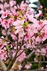 blooming cherry blossom at vertical composition