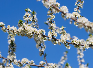 Obraz premium A tree with white flowers and a blue sky