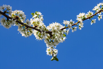 A tree branch with white flowers and a blue sky