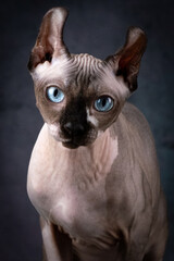 Lovely bald cat with blue eyes, Studio shooting on a gray background
