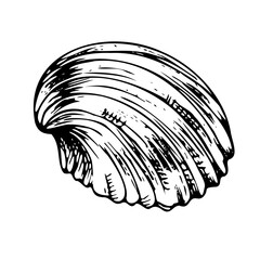 Underwater world clipart with seashell. Graphic illustration hand drawn in black ink. Isolated object EPS vector