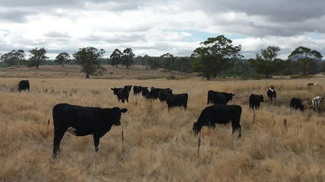 livestock in a meadow, sustainable carbon neutral farming being practiced. regenerative raised cows in a field. agricultural technology innovation.	
