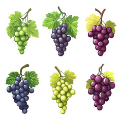 Six bunches of grapes green and purple varieties shown with leaves