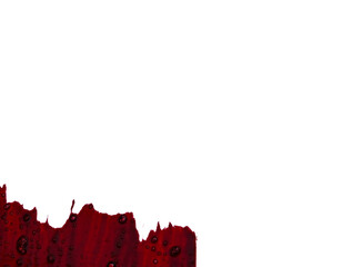 Fresh Human red blood on white background