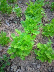 "The growth of coriander, an herb that plays an important role in kitchens around the world."