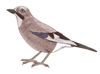 Eurasian jay bird hand drawn vector