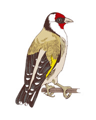 Goldfinch bird hand drawn vector illustration
