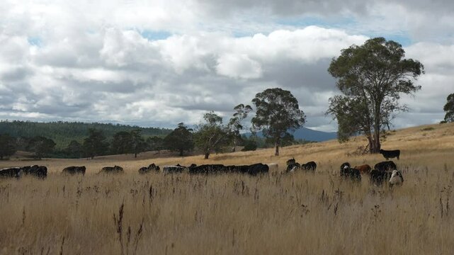 livestock in a meadow, sustainable carbon neutral farming being practiced. regenerative raised cows in a field. agricultural technology innovation.	
